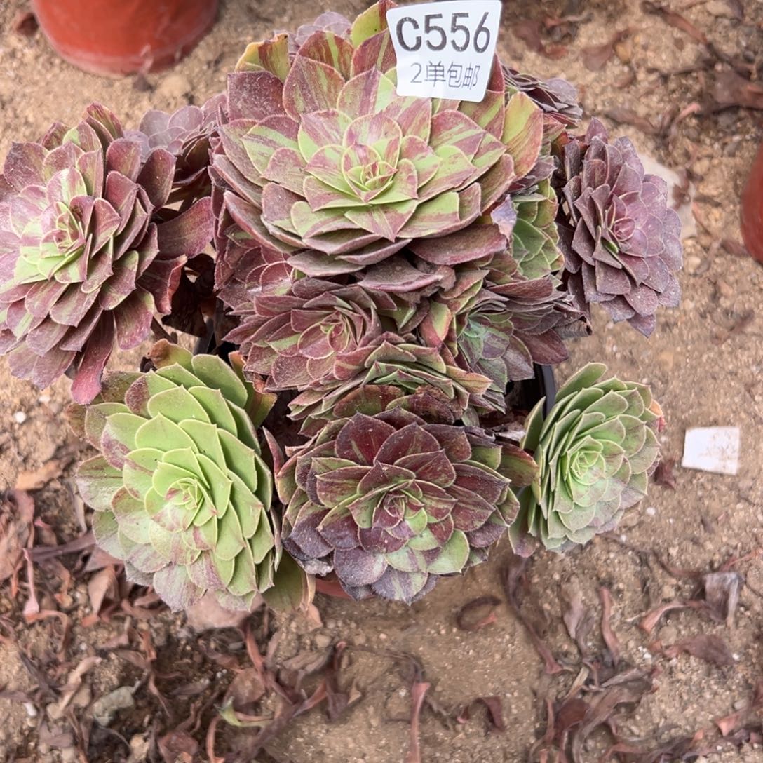 556多肉  花月夜 不包断头