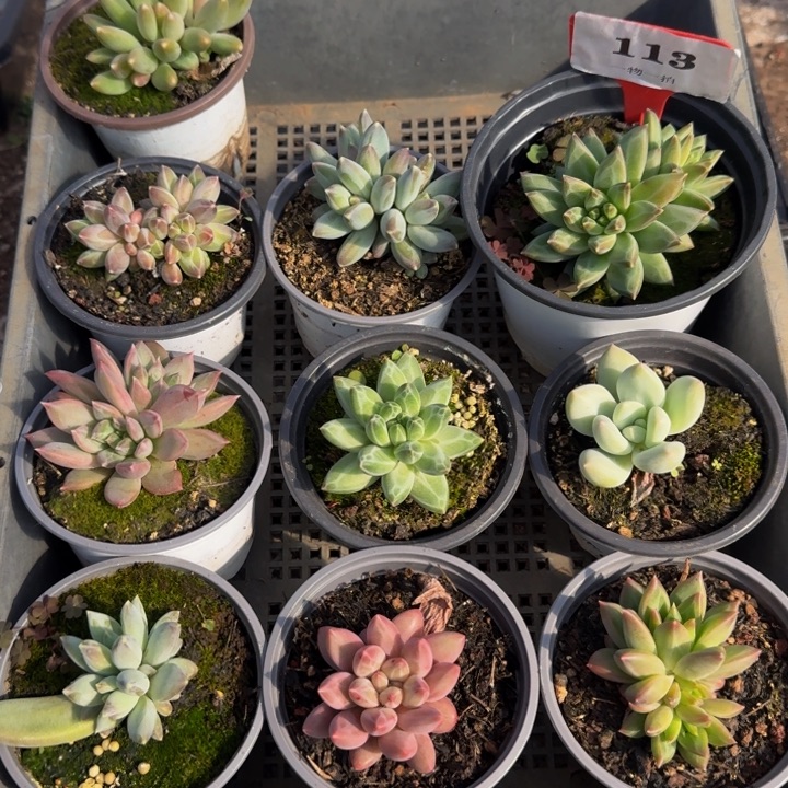 113多肉植物一物一拍