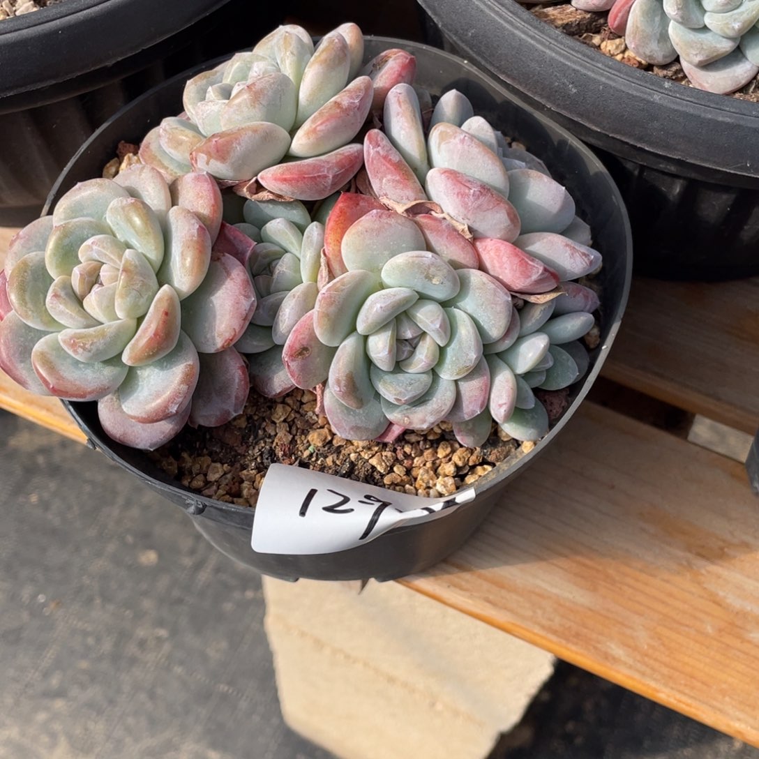 冬***冬12-9-38静好多肉园艺