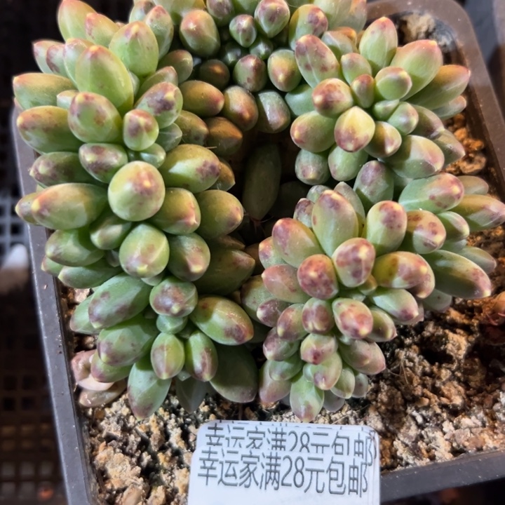 幸运的人会遇到你喜欢你幸运