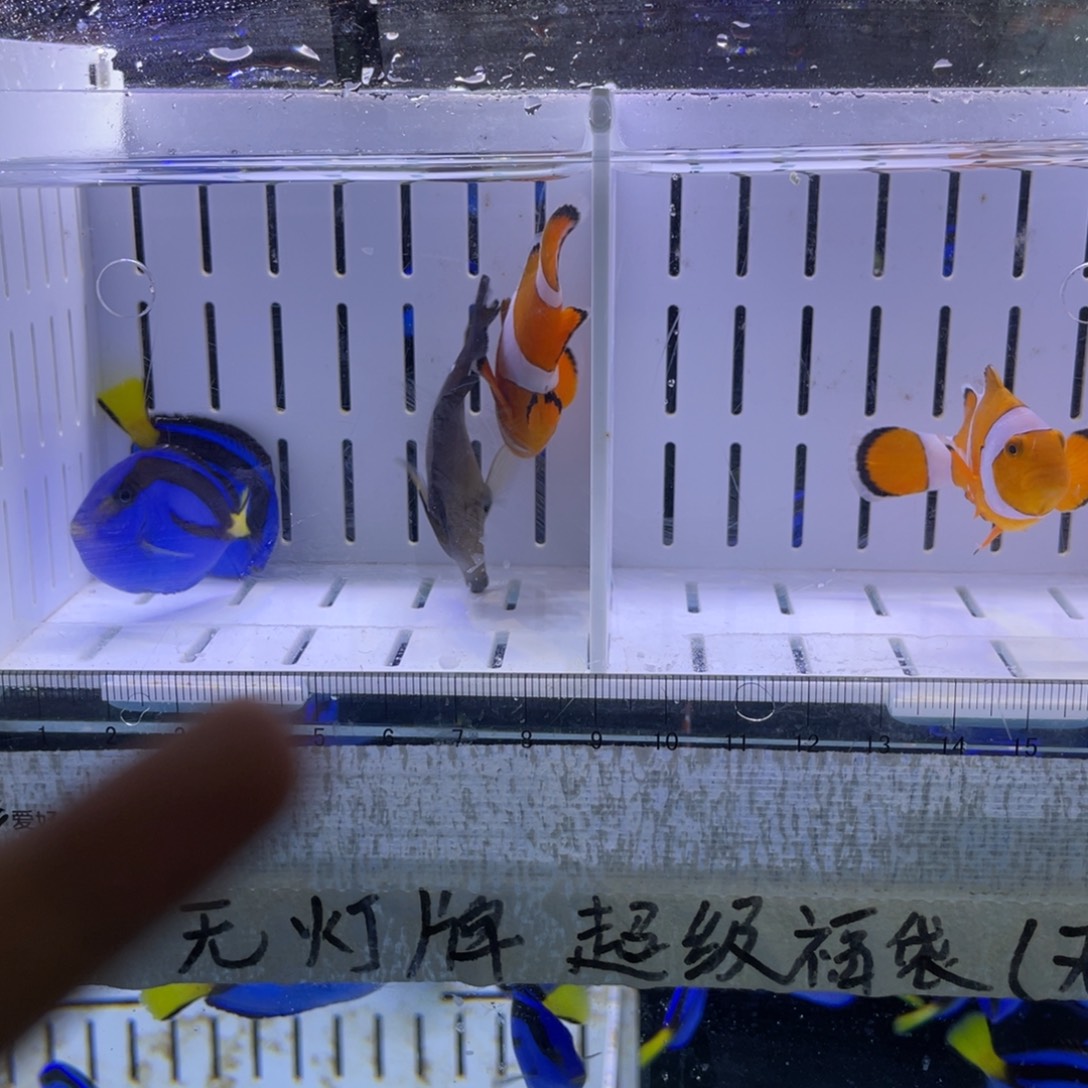 海水鱼野生公子一对1111