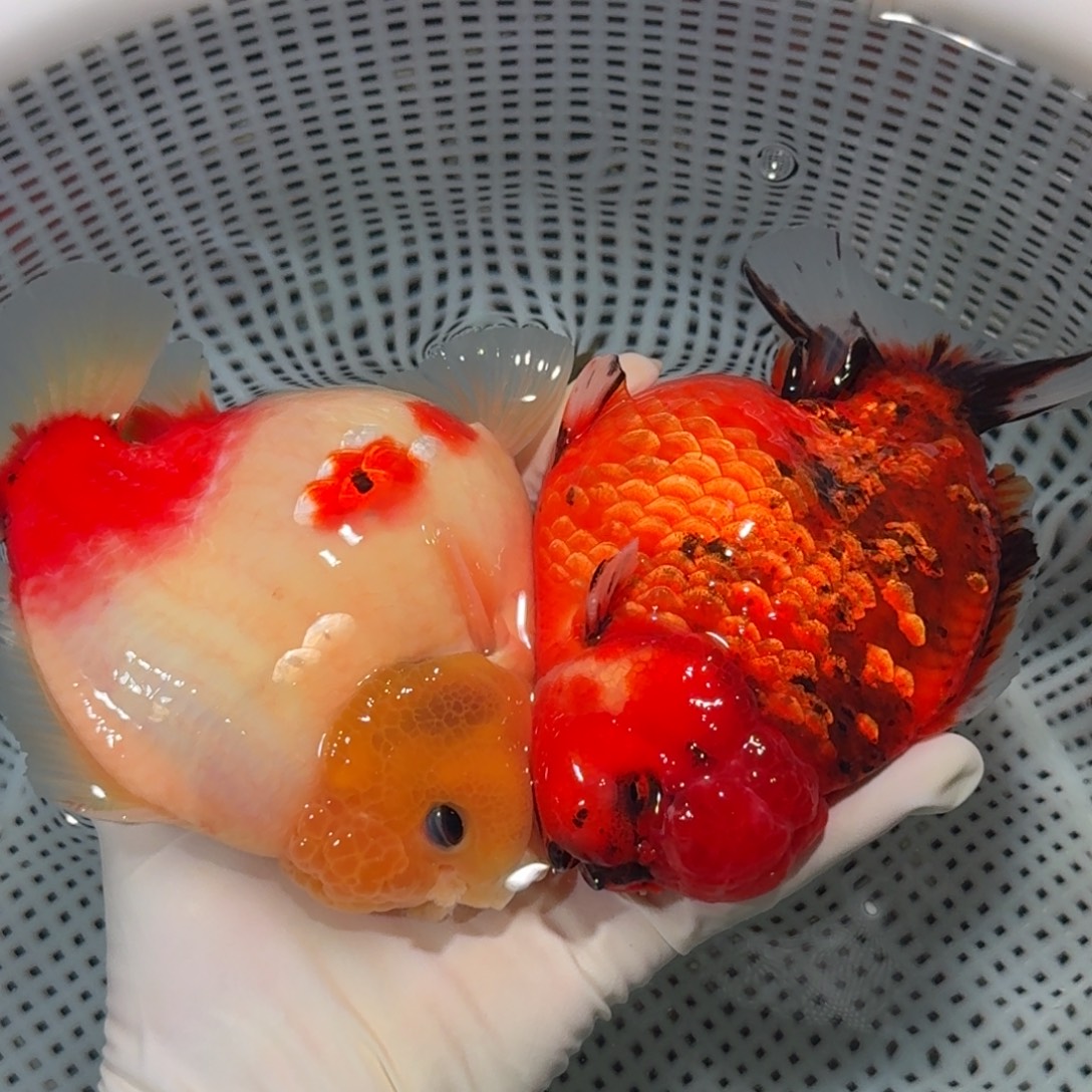 金鱼精品短尾将军狮子