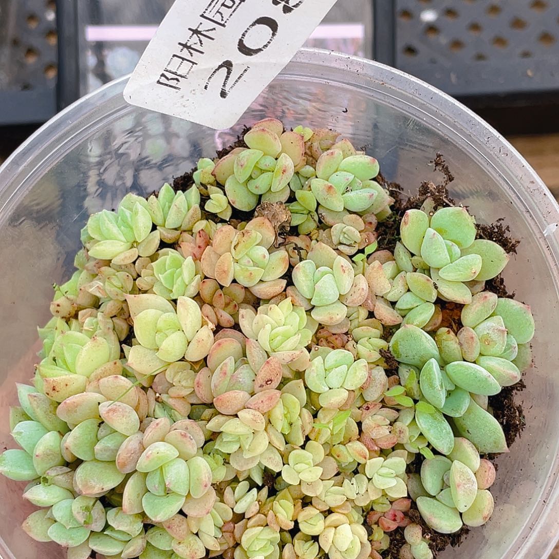 多肉植物多肉植物208