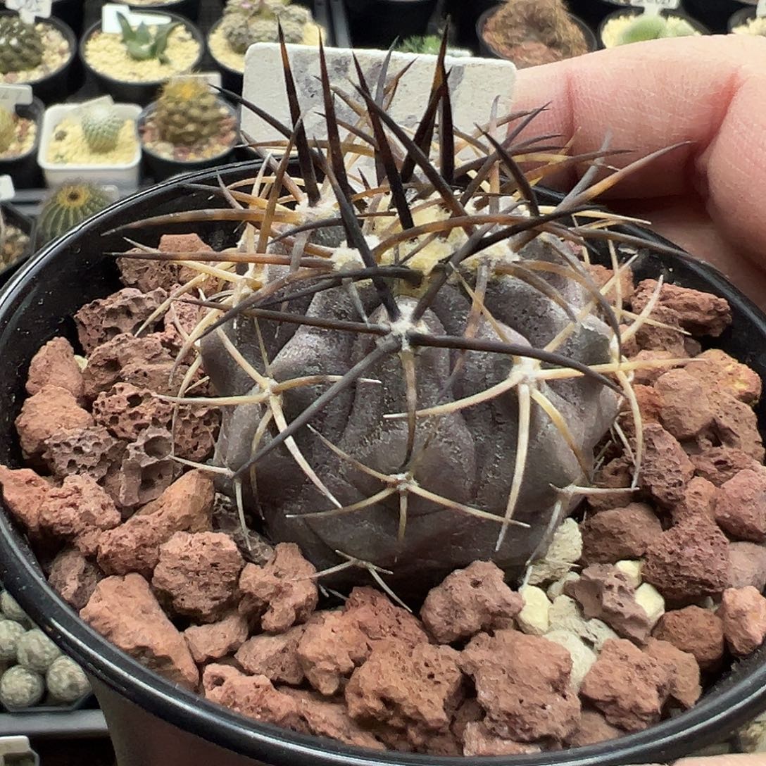 841杜拉丸实生仙人球