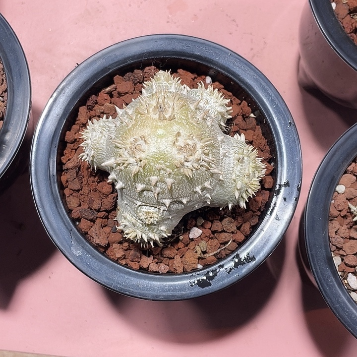 ****花207超大惠比须笑块根