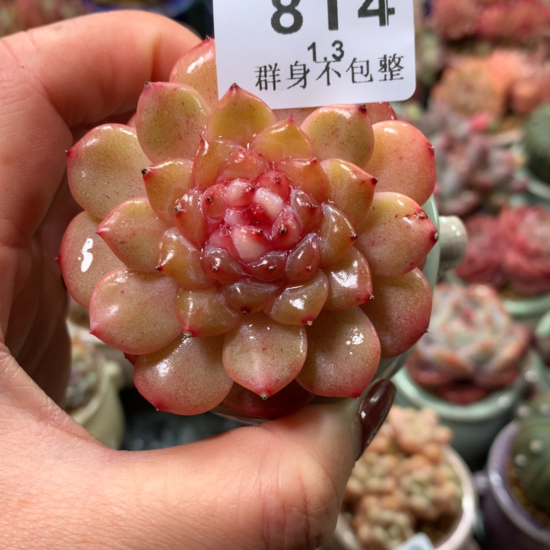 精控拇指盆1.3814