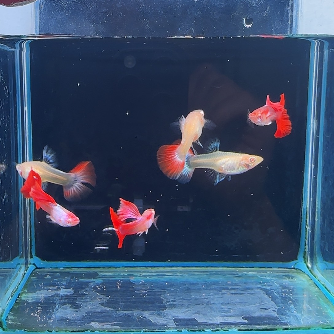 孔雀鱼艾尔银红尾半月尾3对微瑕