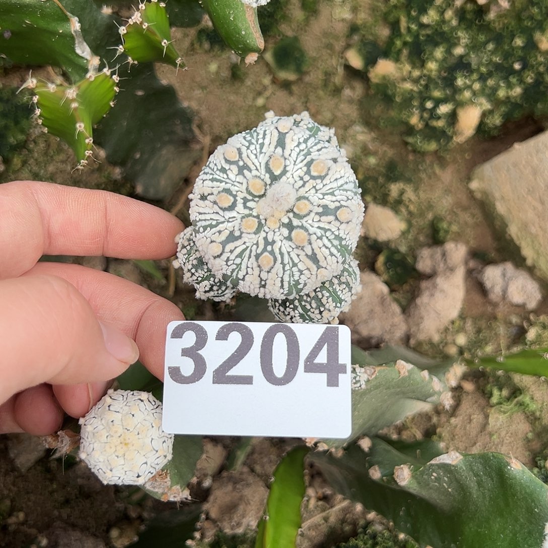 苗接超兜仙人球3204号