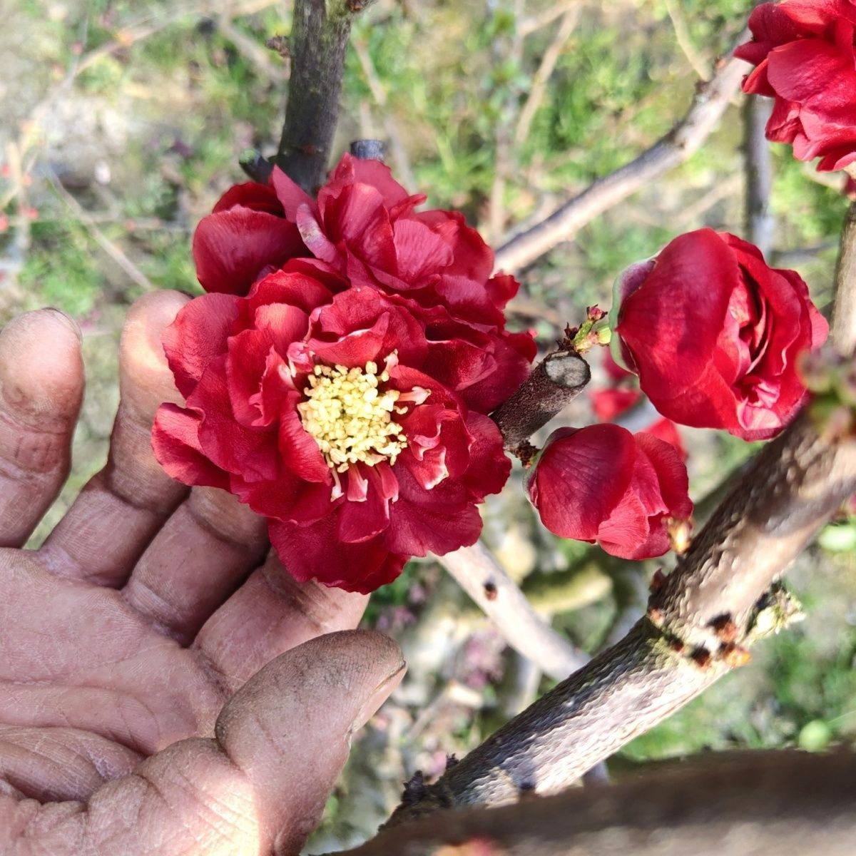 黑珊瑚海棠花耐寒植物