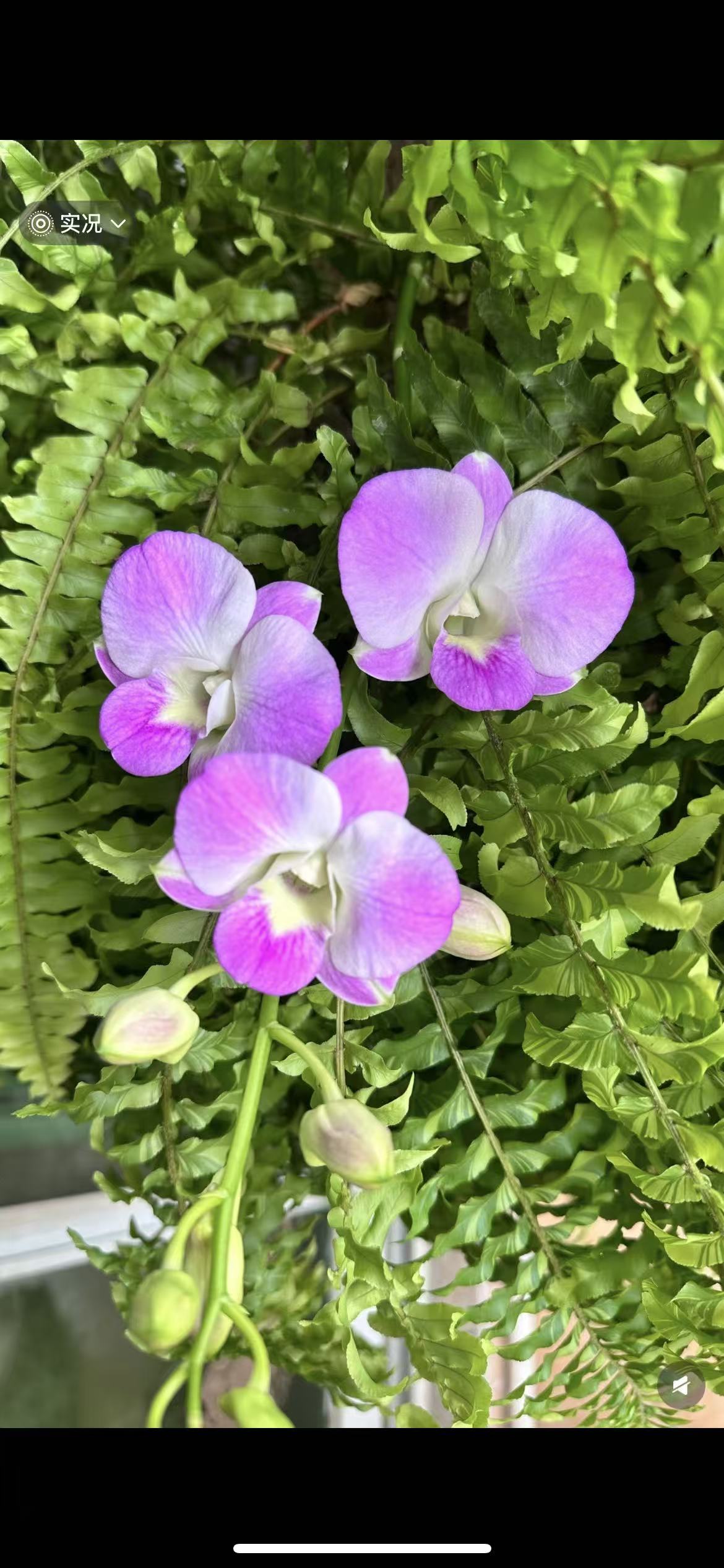 泰秋（红云霞）带花盆栽兰花（保苗不保花）