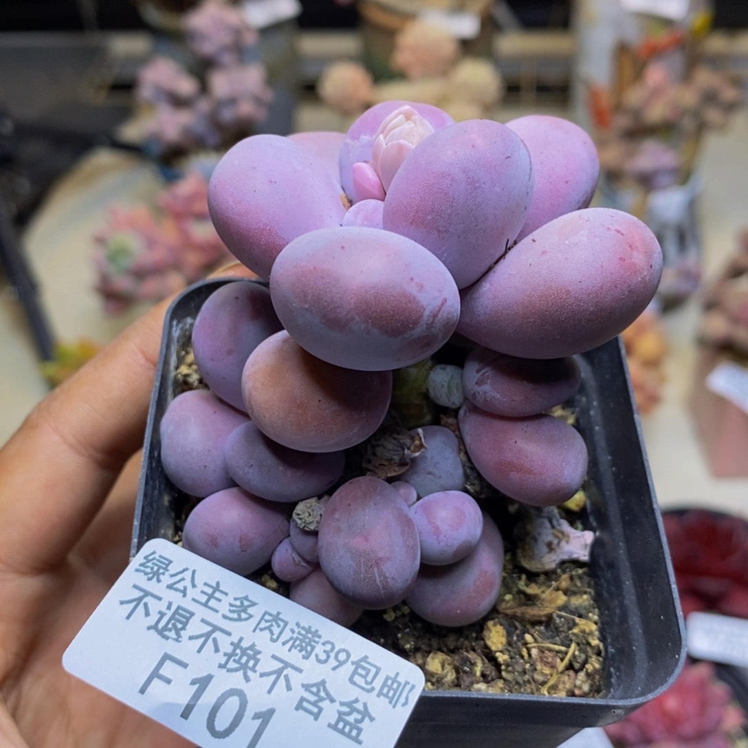 101橙奶多肉肉6c m