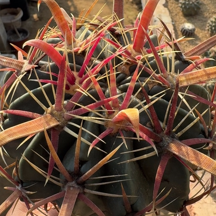 实生日出66666668888