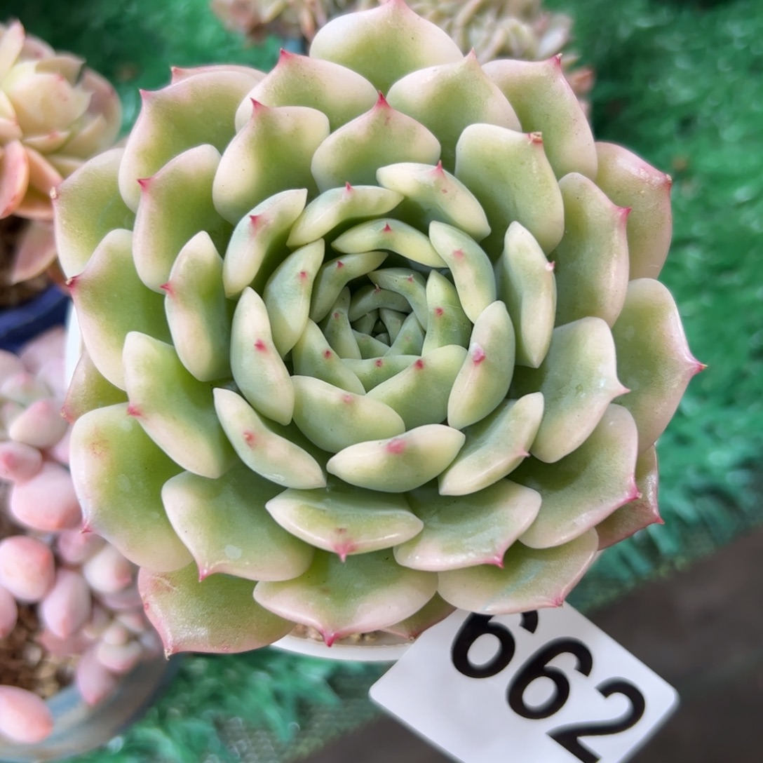 662 满38包邮一物一拍