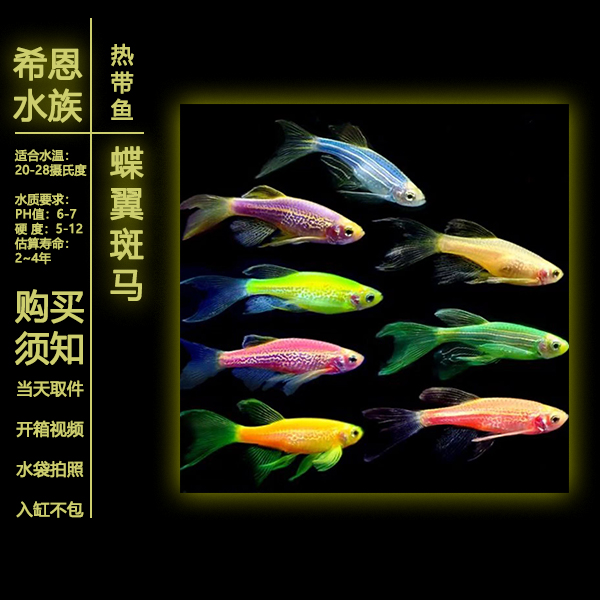 蝶翼斑马随机颜色2条2-3cm （不包损）