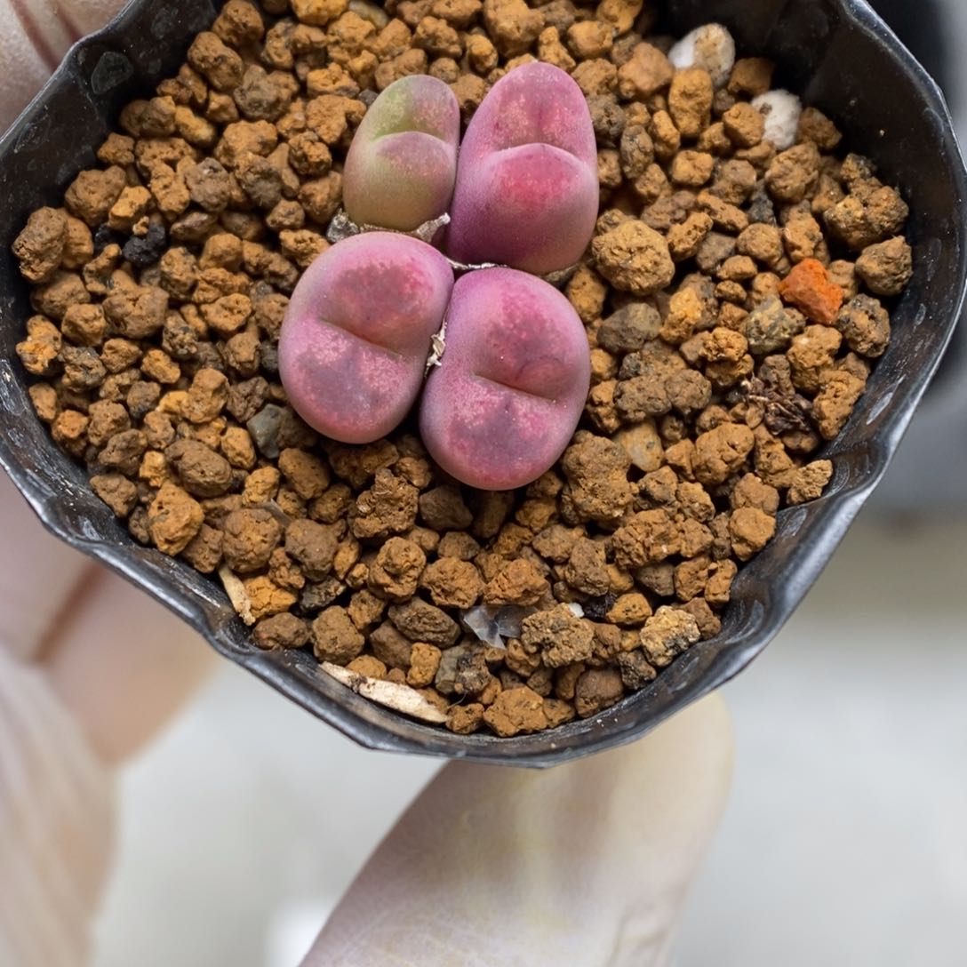 多肉植物肉锥杂交K-1041