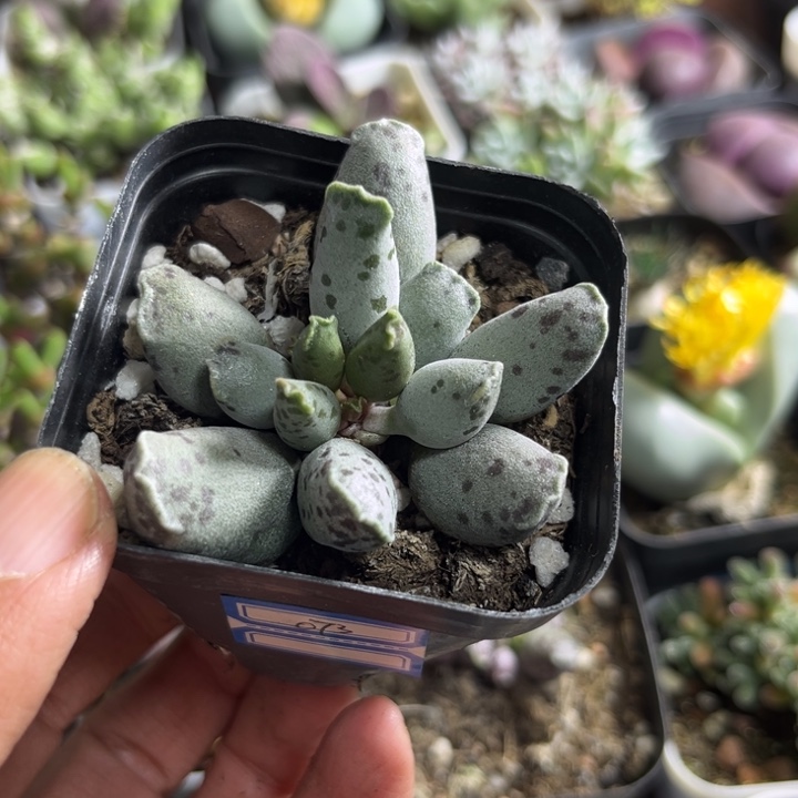 073 海豹水泡多肉