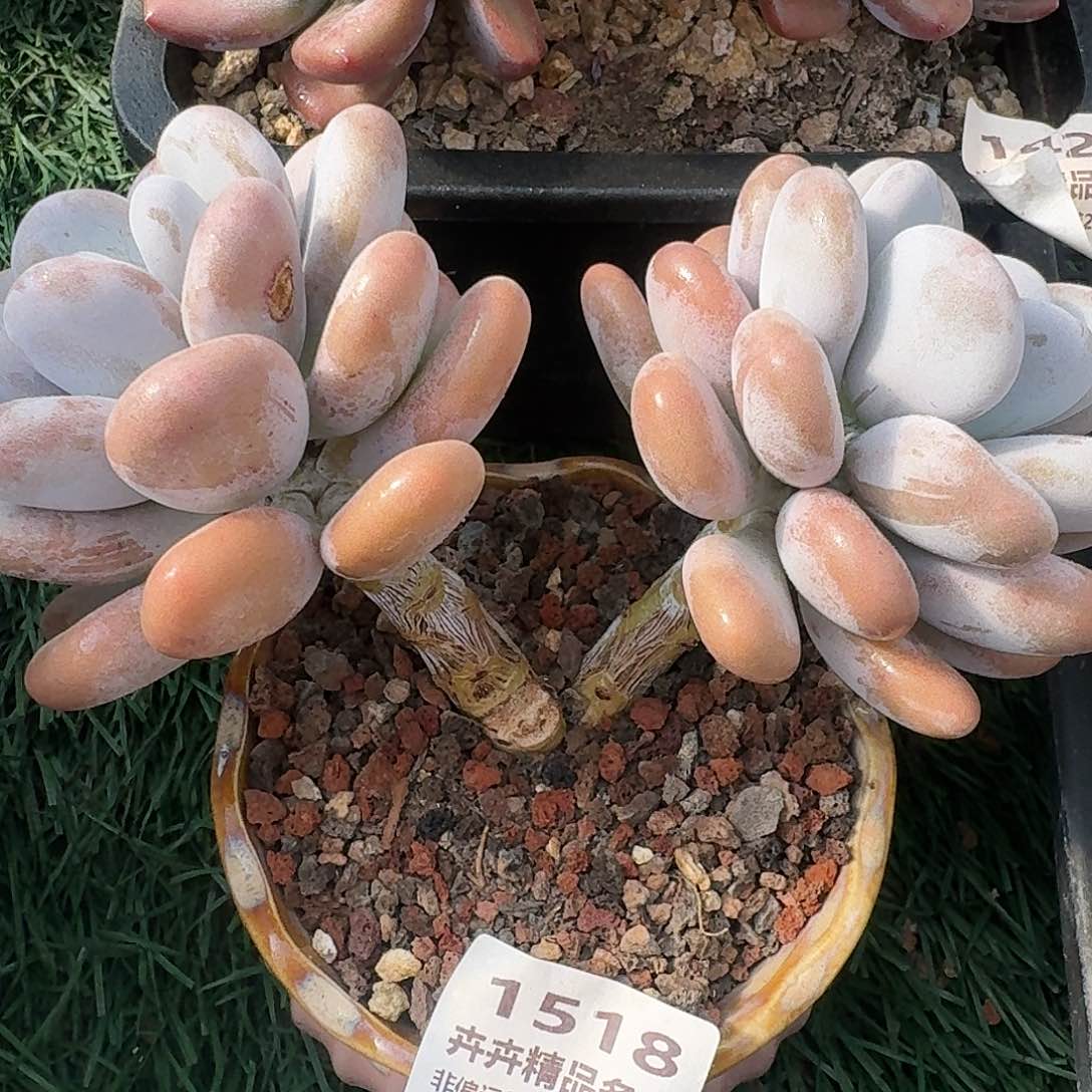 1518一物一拍（满28包邮）