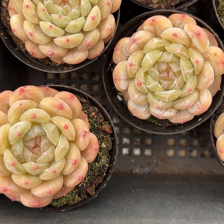 白恋两颗（拍满18包邮）