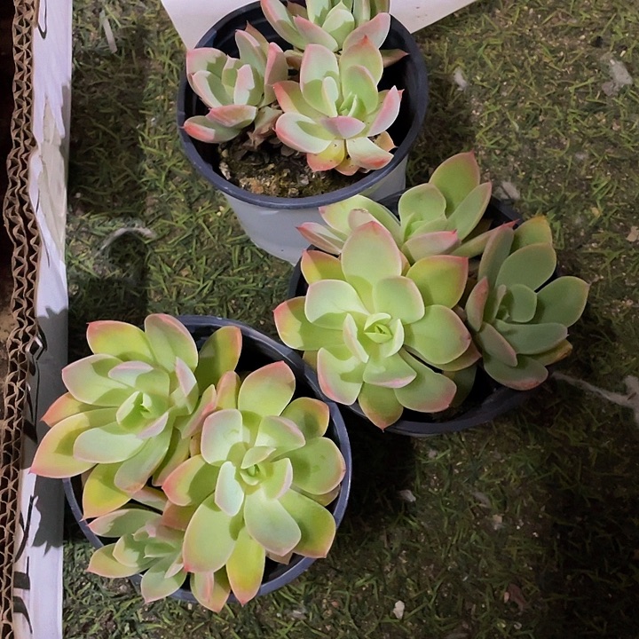 90盆丝绸面纱带盆土发