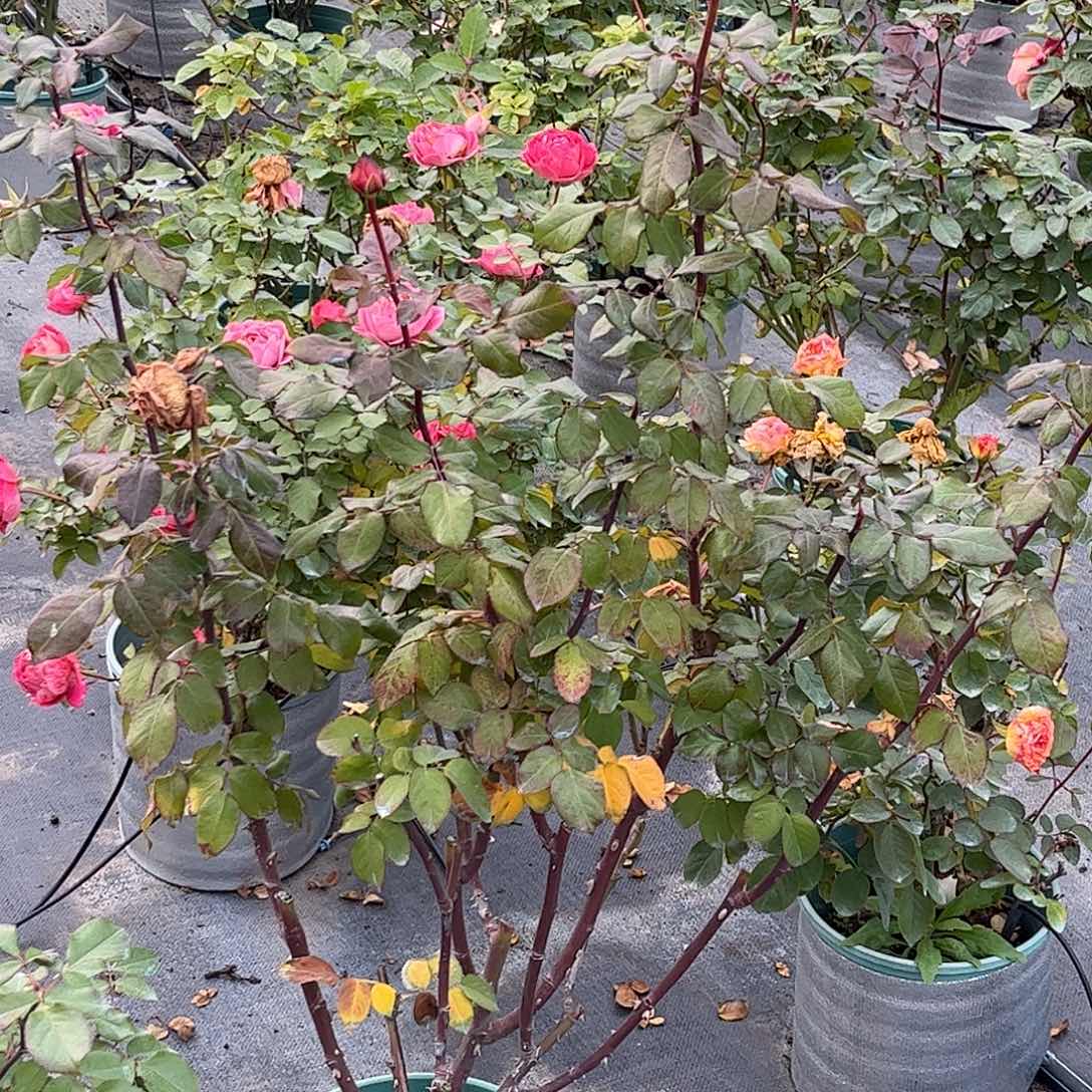 无花朵橘红色不知名，1.8加仑土球发货