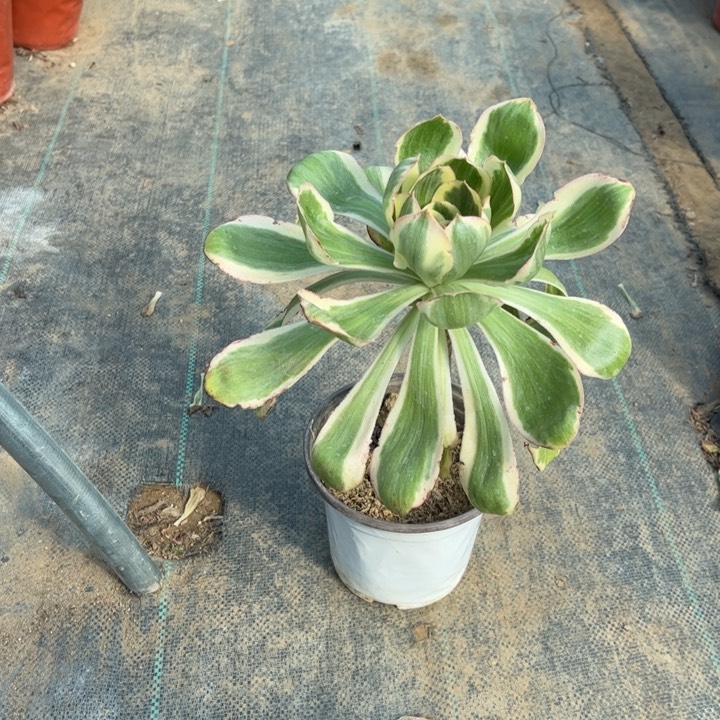 3燕子锦多肉多肉