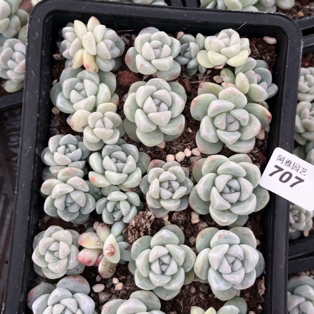 阿雅园艺。       708