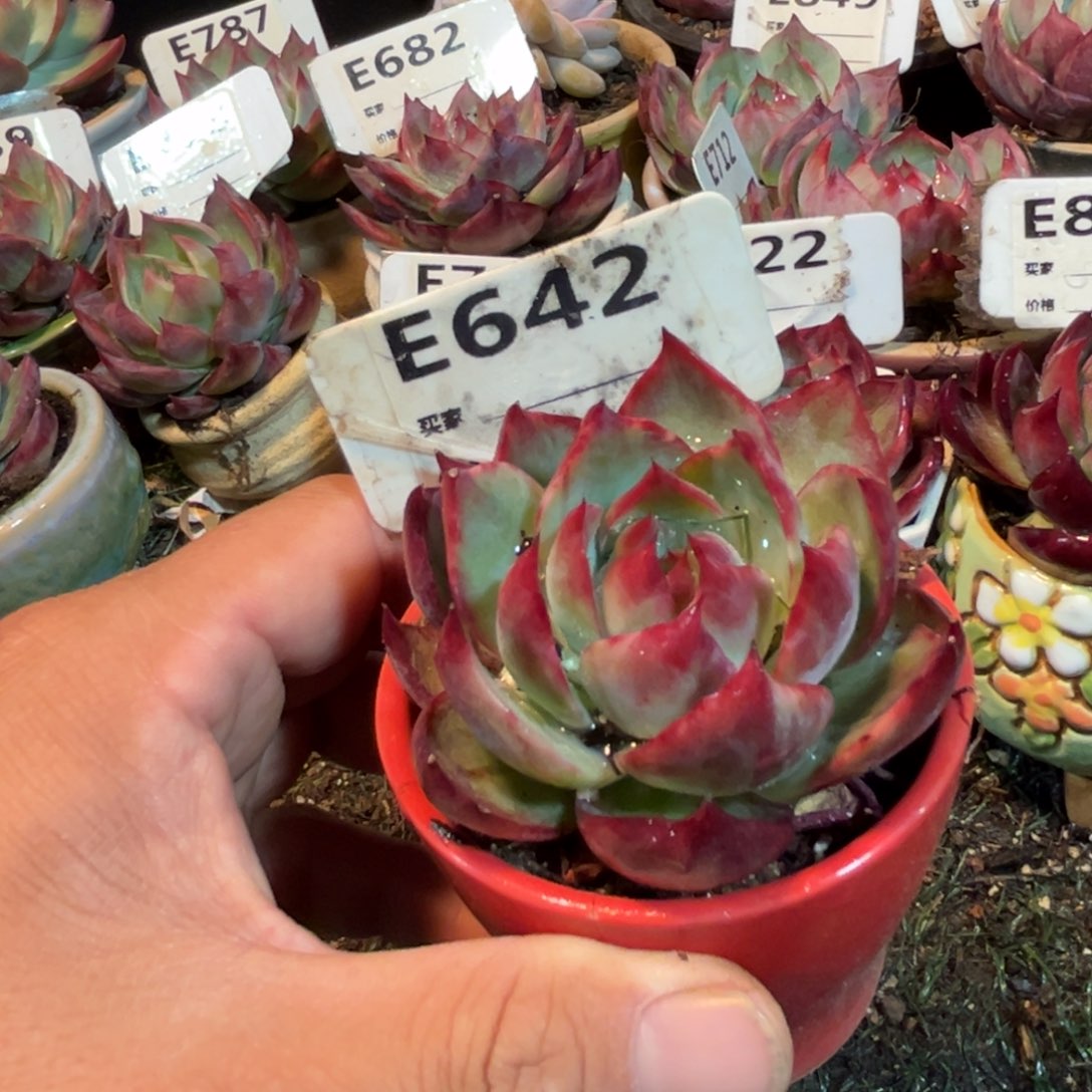 惊鸿一瞥642号多肉