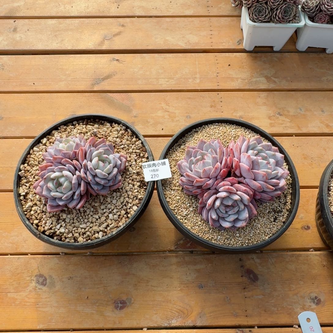 烟***川多肉植物  270  两颗  仙女橙