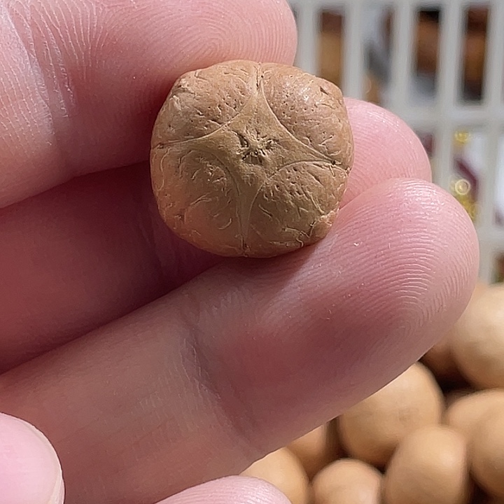 凤眼菩提吊坠尼泊尔小凤眼