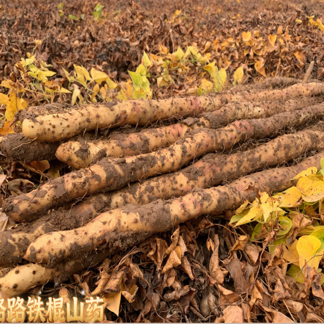 2025新鲜河南垆土铁棍怀山药产地直发