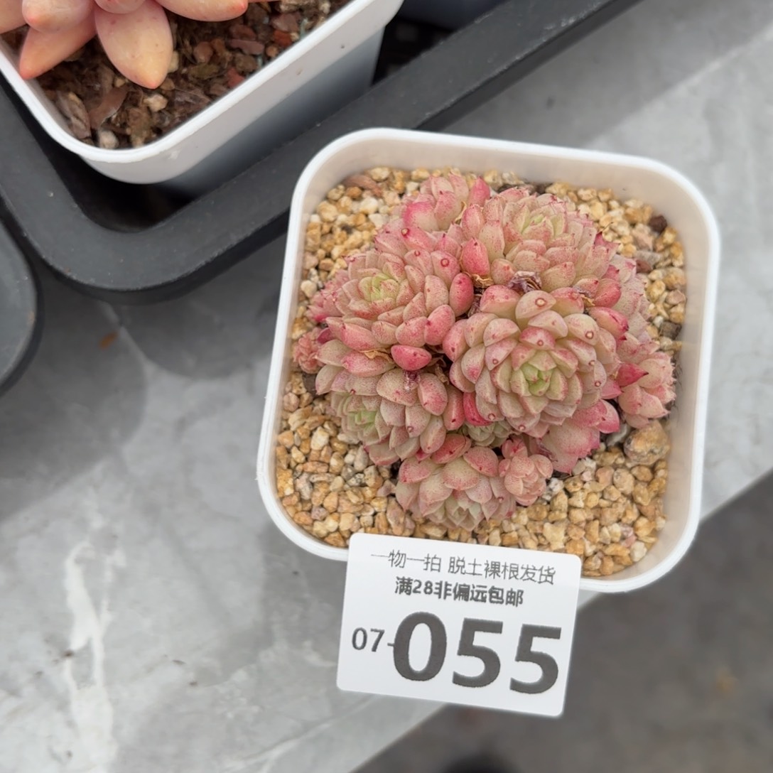 绿心羊脂球多肉多肉