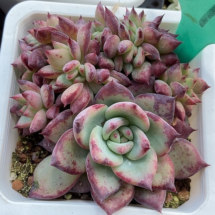 多肉植物拉糖缀1870