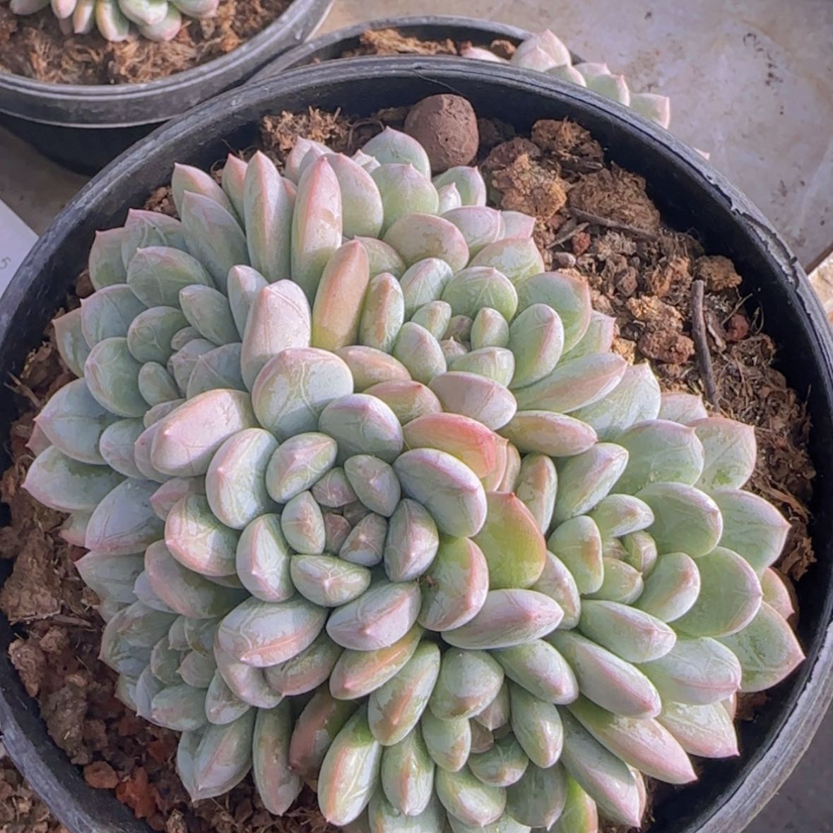 【闪购商品】大百达翡翠19.9