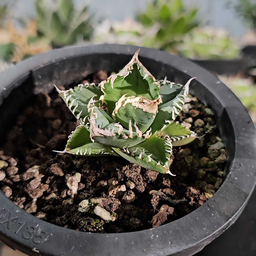 白豪刺   有根苗     7折后价