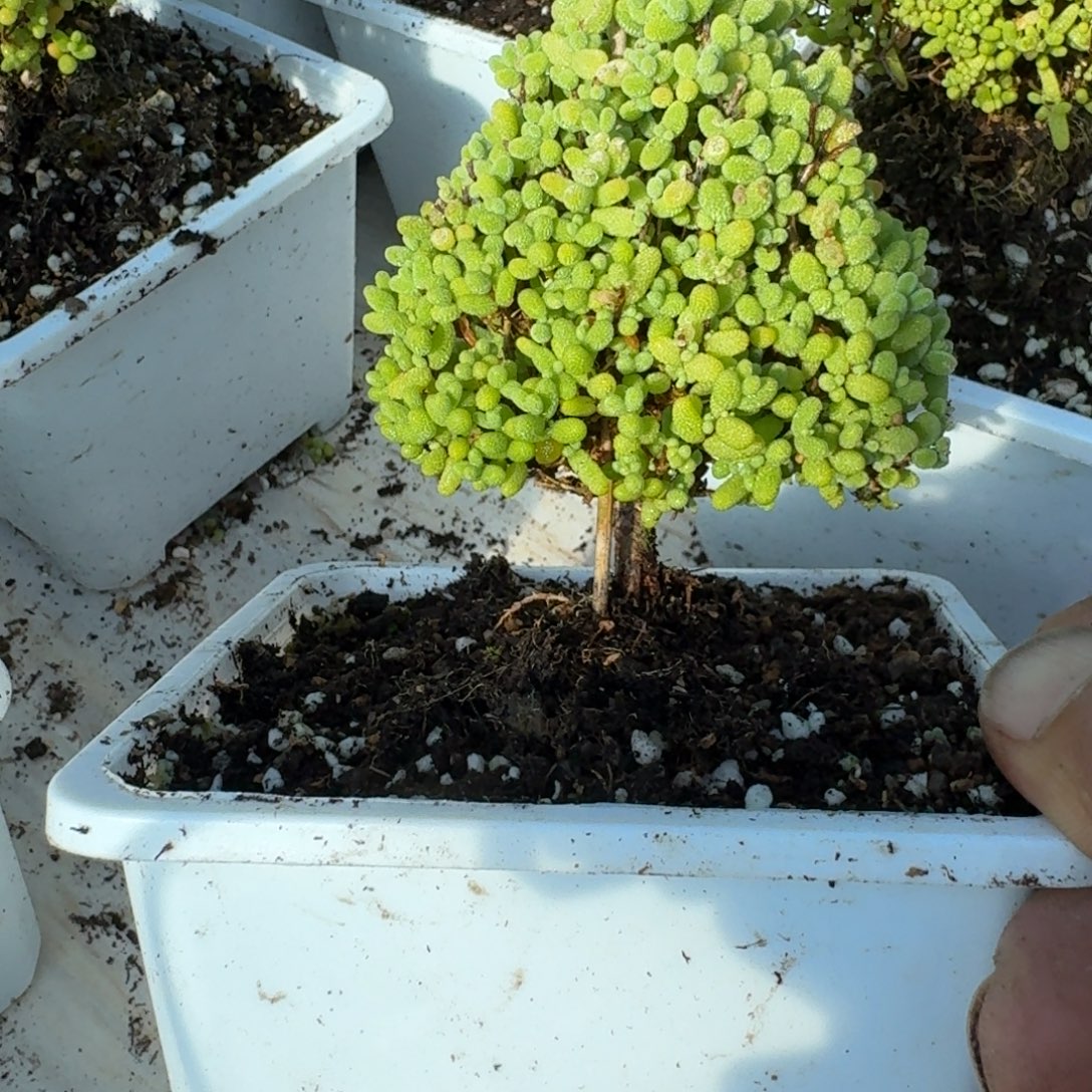 辣***汤圣诞树金橘带盆带土发