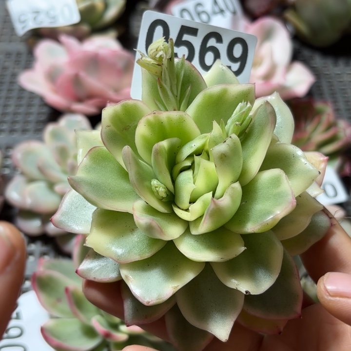 祝福锦多肉植物啊