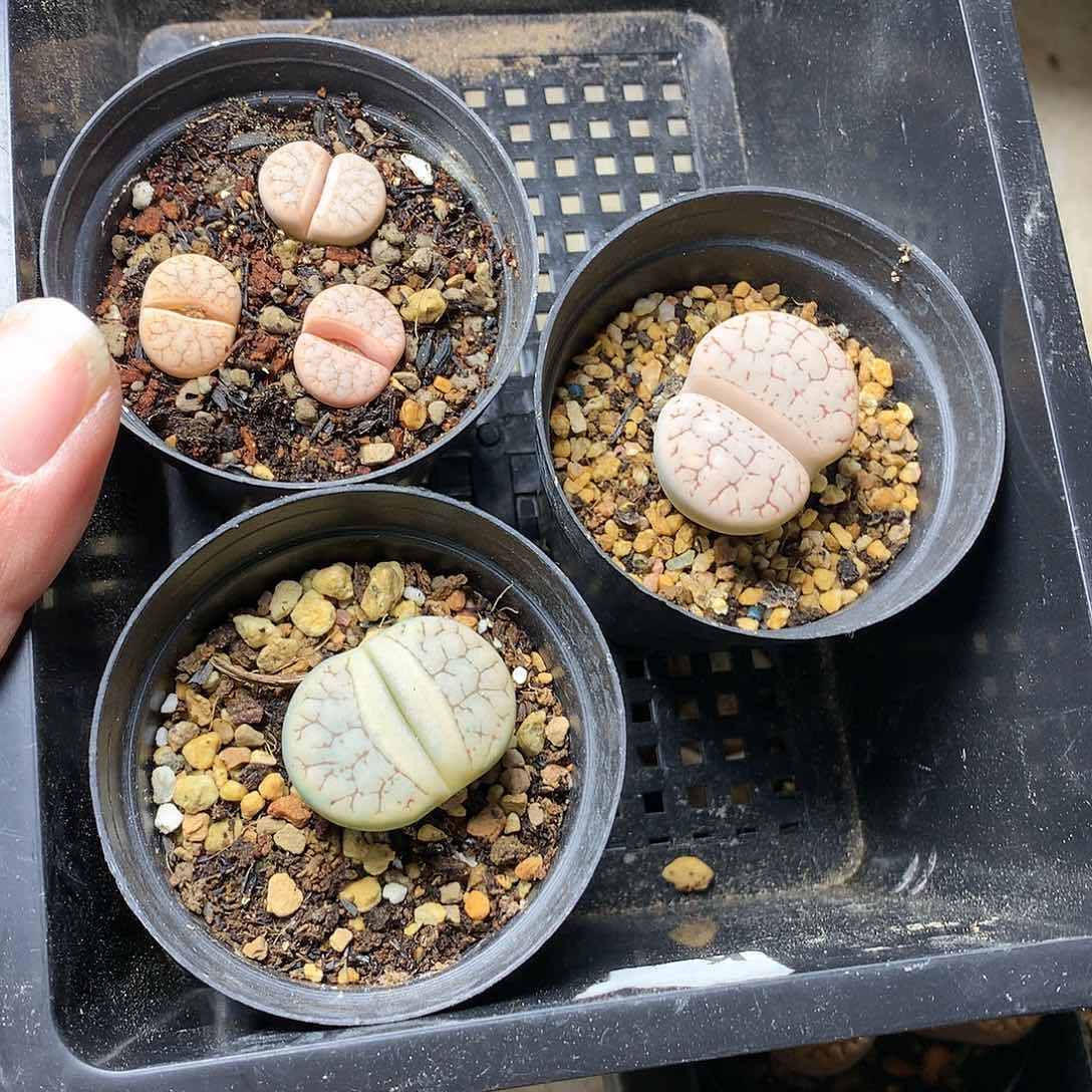 遇****好G132多肉植物保护研究所所长