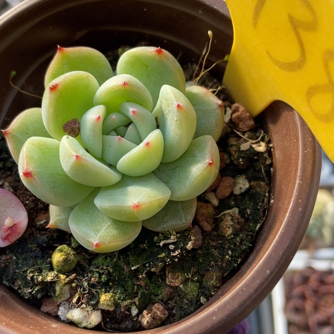 1938雪花珍妮多肉植物保护