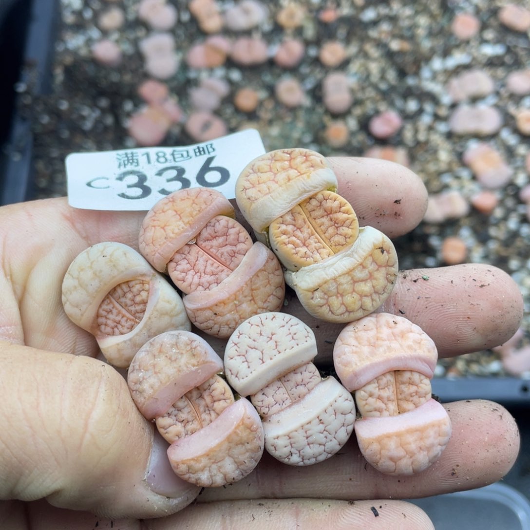 红陶000000000000336