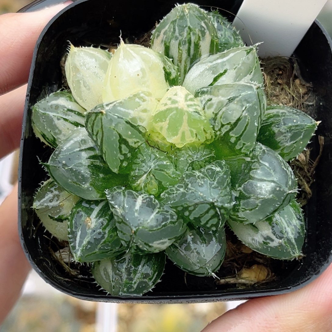 11大叶楼兰玉露锦福利专场