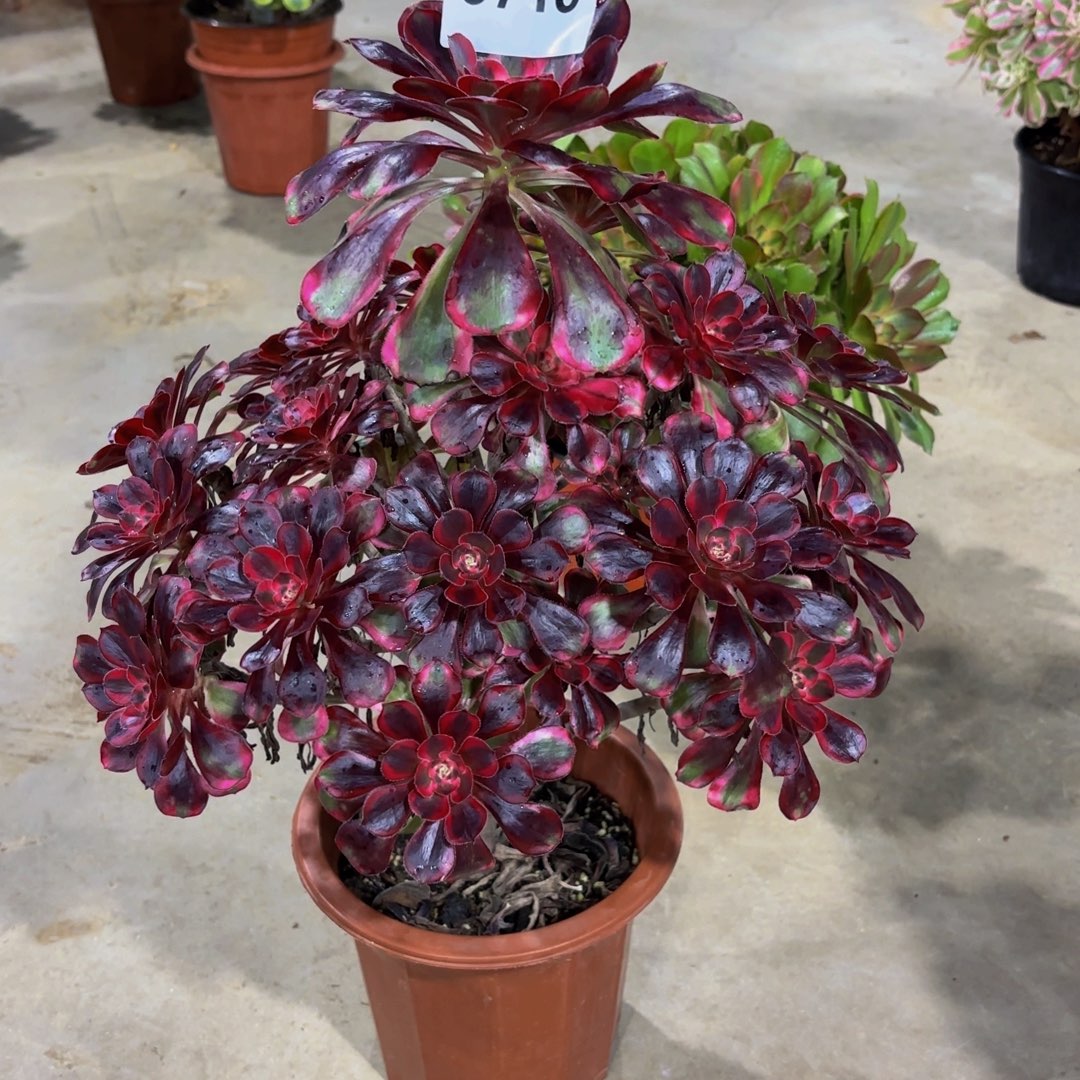 褪***涟无花朵3715丽娜111111