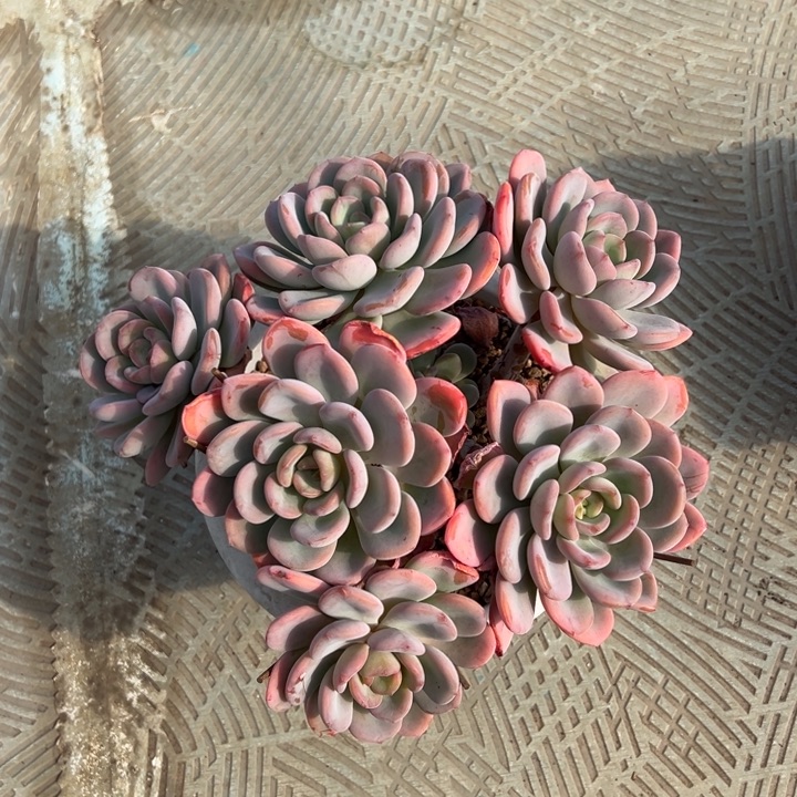 香橙自然群无砍头