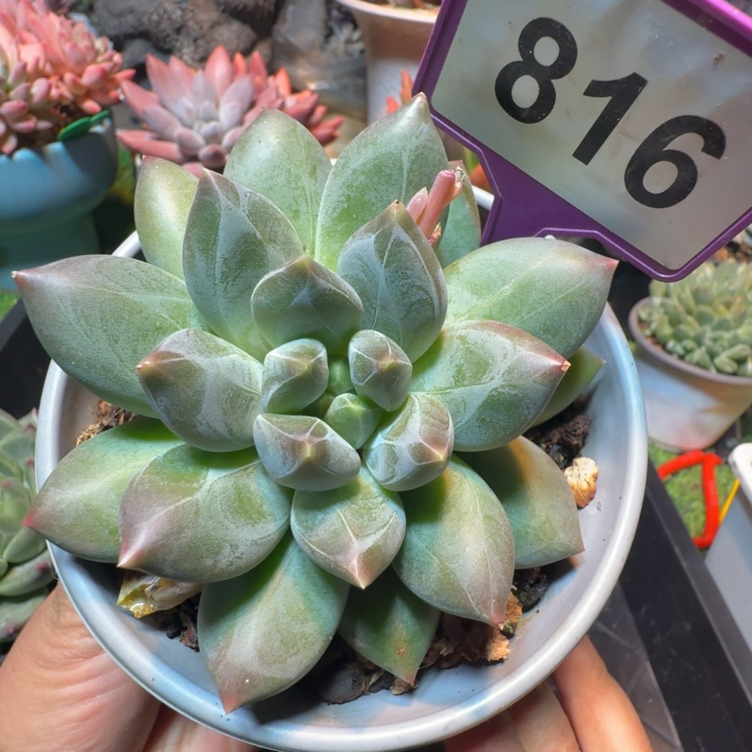 重楼一物一拍多肉植物