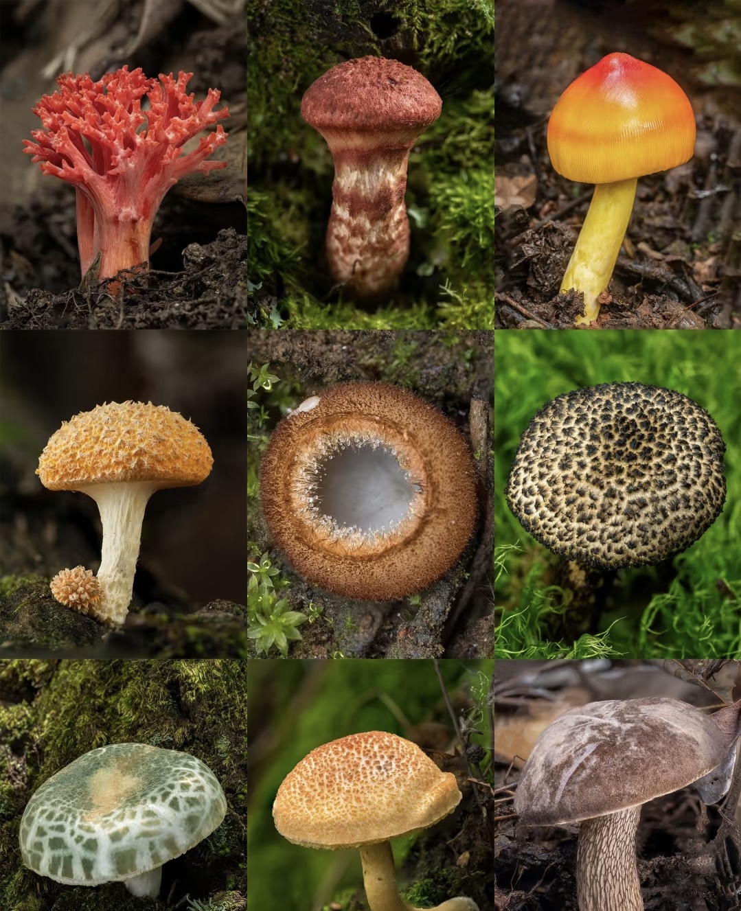 A【客-服-链-接】净含量：9999g【大垚现收】