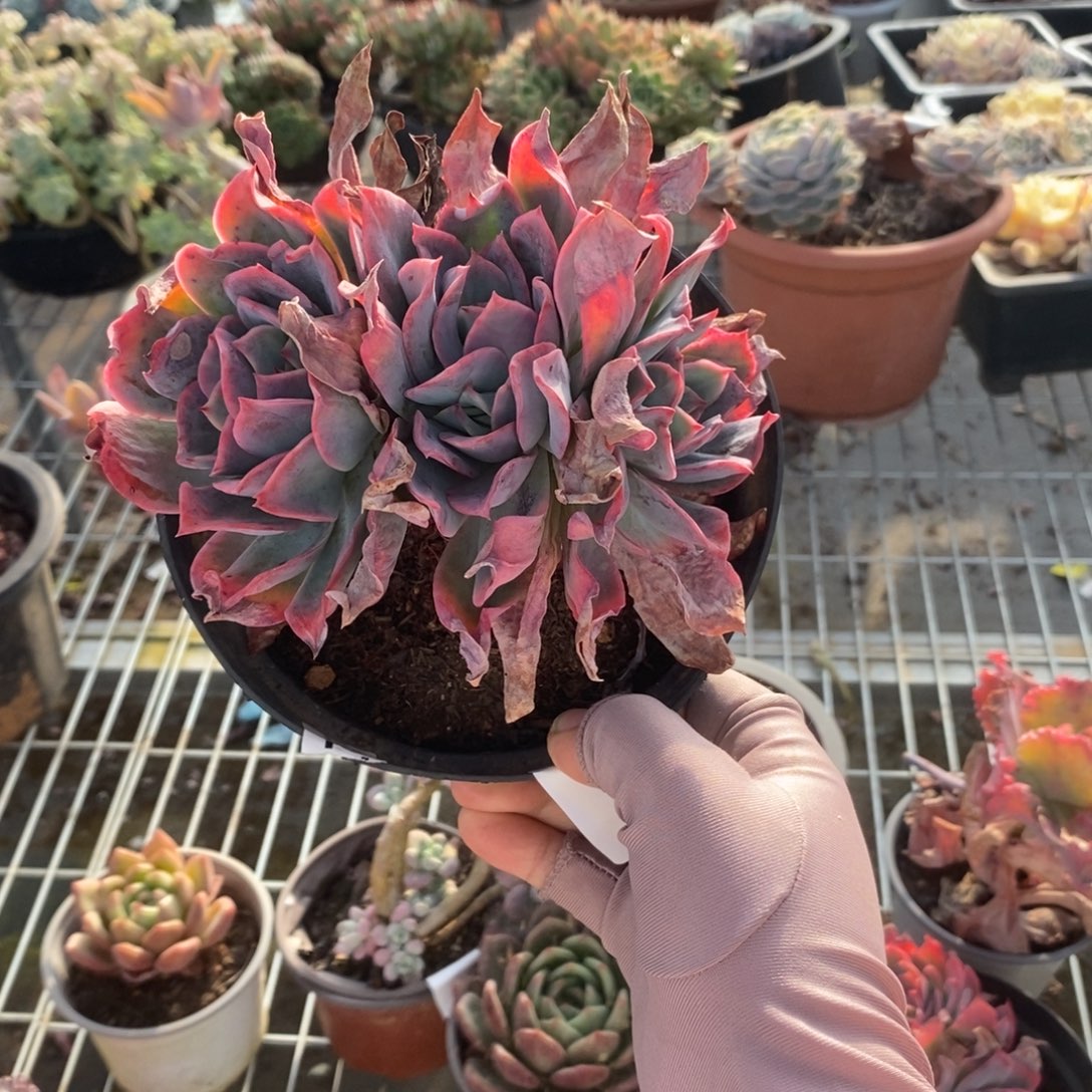 姜***️6036绮罗仙子一物一拍