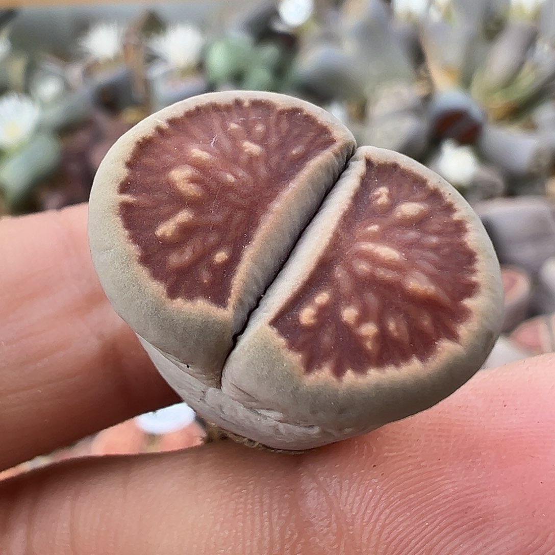 2889 生石花部分有伤长腿清货不售后