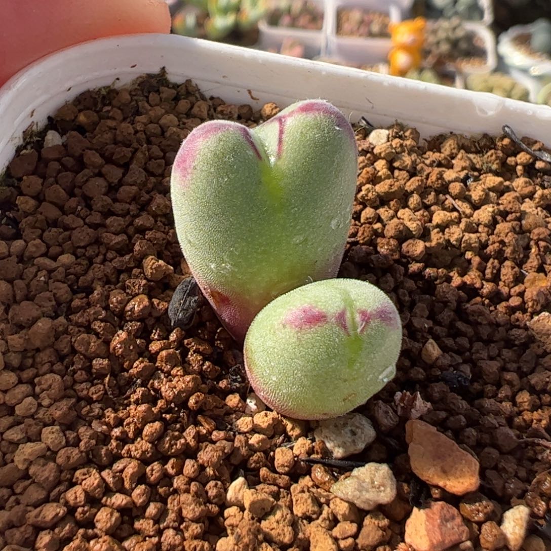 544多肉植物百科