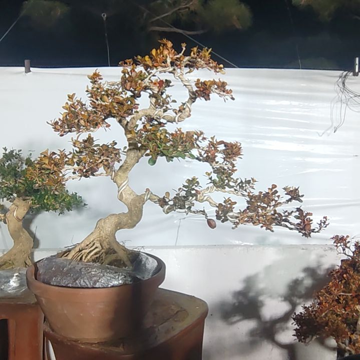 无花朵黄杨盆景制作素材