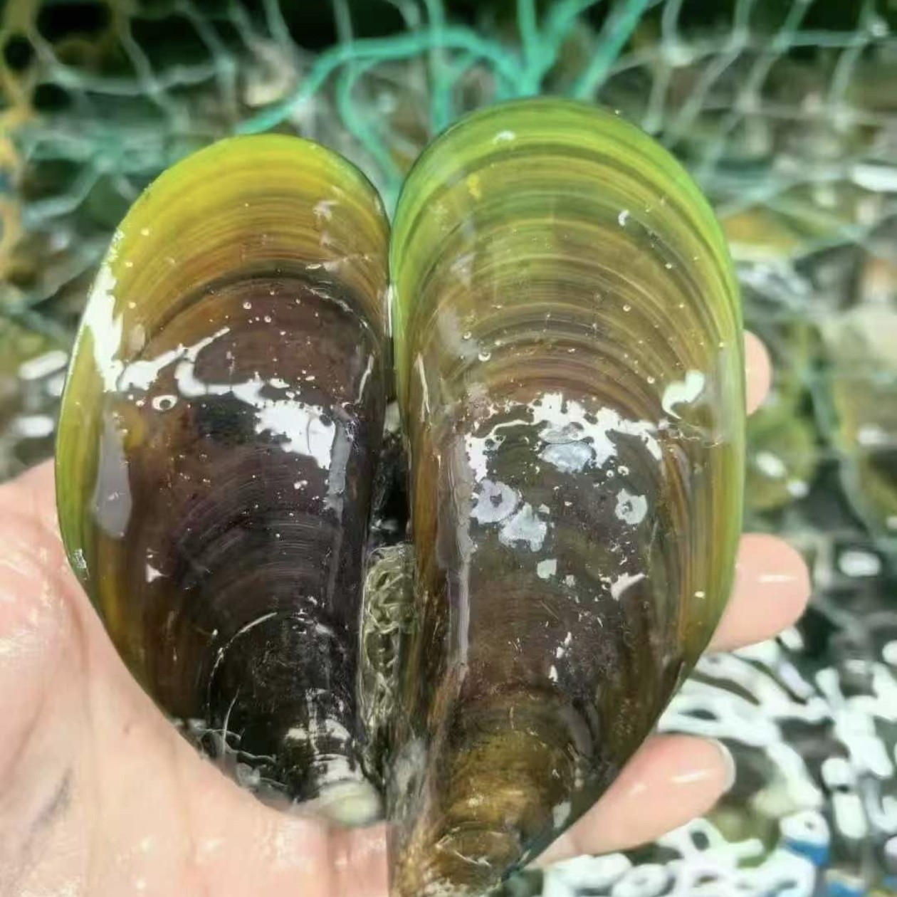 鲜活青口贝500g一份