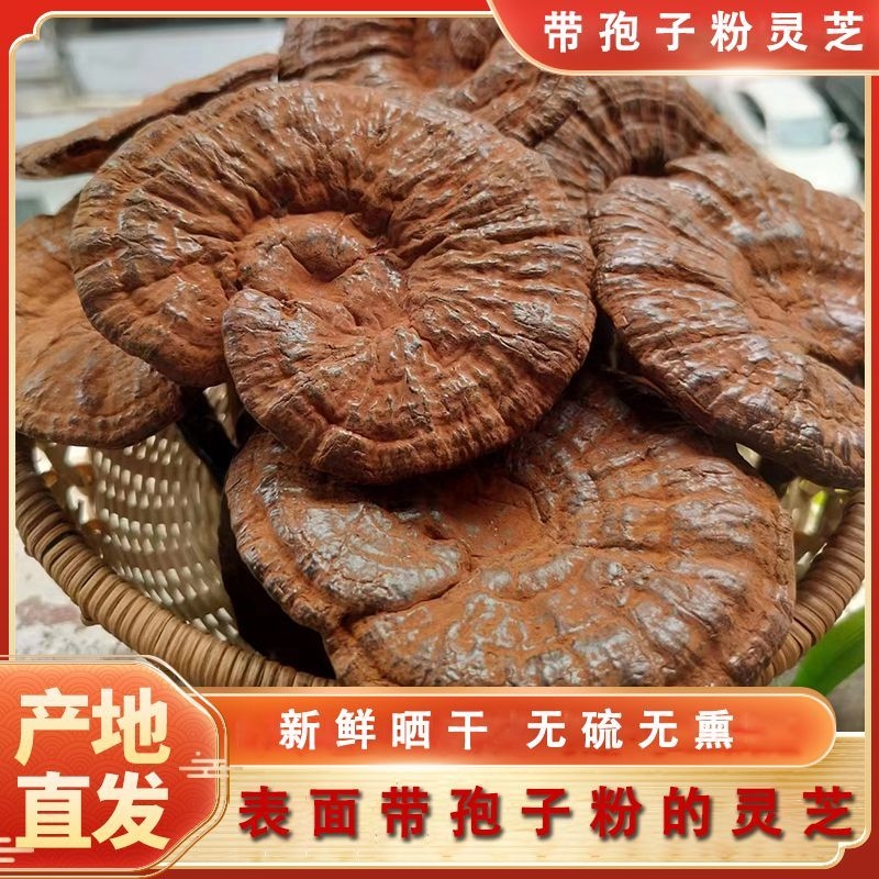 正宗云南纯天然整枝灵芝整朵切片不苦孢子粉泡酒煲汤正品干货